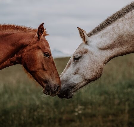 Så hittar du en bra avelshäst